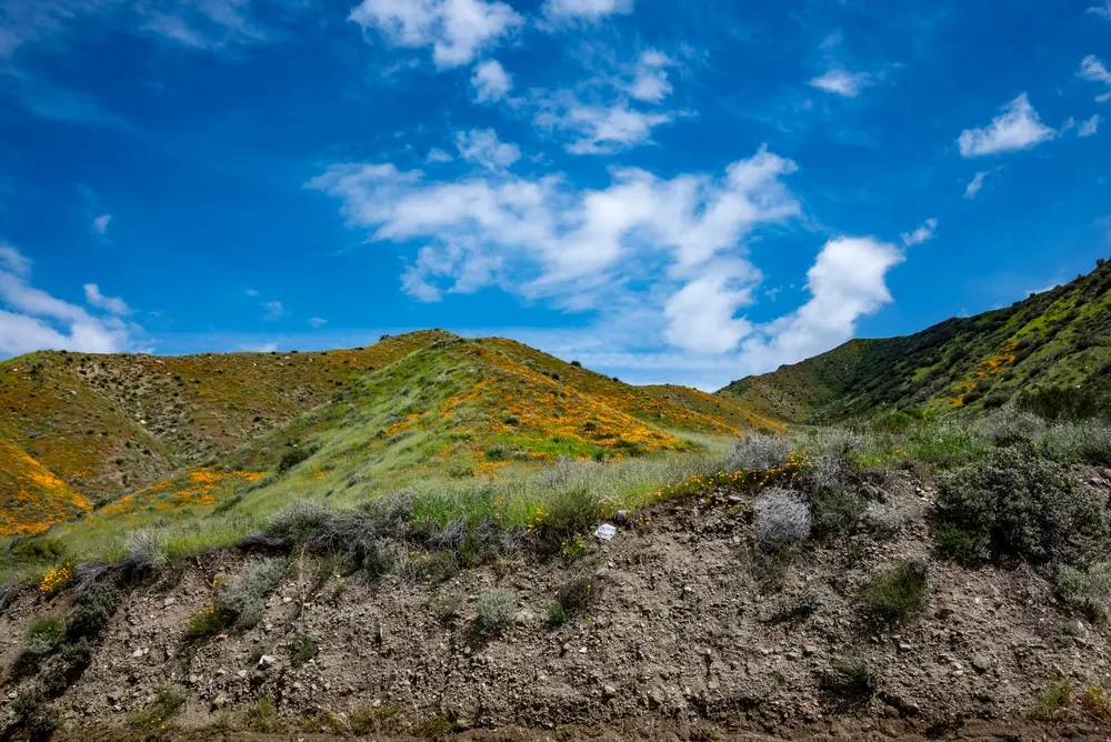 Spring wildflowers covering a hillside